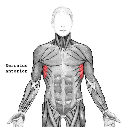 Exercises for Serratus Anterior