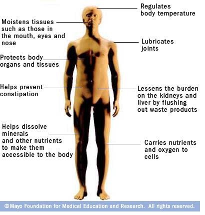 importance of water to build muscle