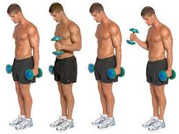 dumbbell hammer curl