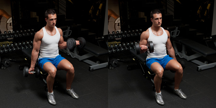 Seated Dumbbell Biceps Curls - GymPaws®