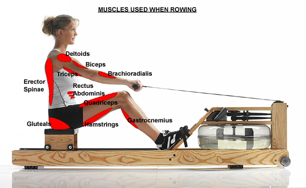 Rowing Workouts to Burn Fat
