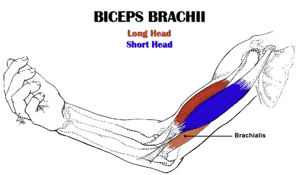 21's For Biceps Exercise
