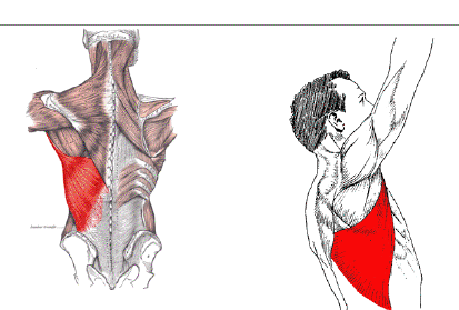 Training for Pull Ups with Latissimus Dorsi Muscle Group