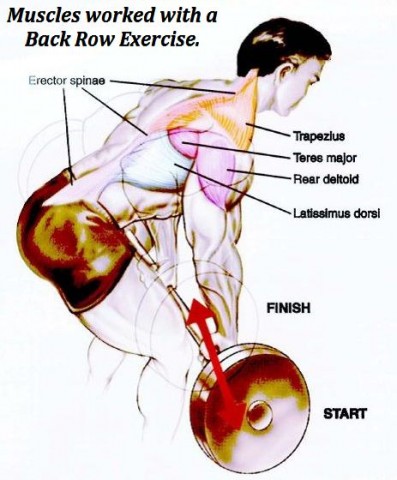 Muscles Worked Doing Row Back Exercise