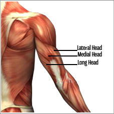 Train The Inner Triceps