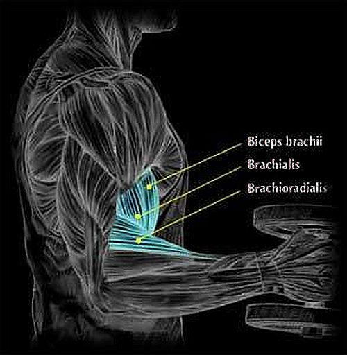 Brachioradialis Muscle