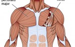 best chest workout for mass, crossfit glove, workout gloves, hot shirtless guys, chest anatomy