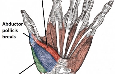 best crossfit workout gloves, best gloves for crossfit, muscle of the hand, get a stronger grip