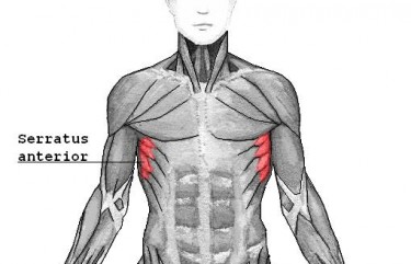 Exercises for Serratus Anterior