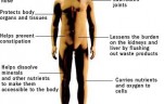importance of water to build muscle