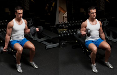 Seated Dumbbell Biceps Curls - GymPaws®
