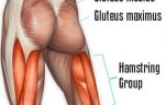 Show Your Gluteus Maximus