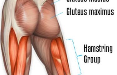 Show Your Gluteus Maximus