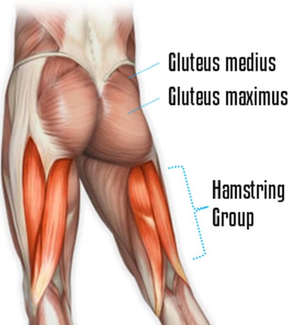 Show Your Gluteus Maximus